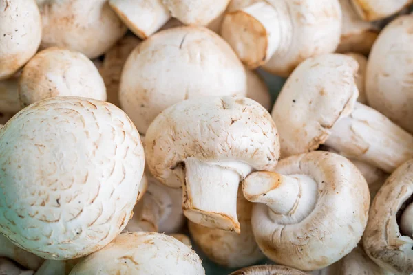 mantar yakın çekim