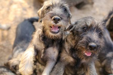 Grup puppys meraklı schnauzer bakış 