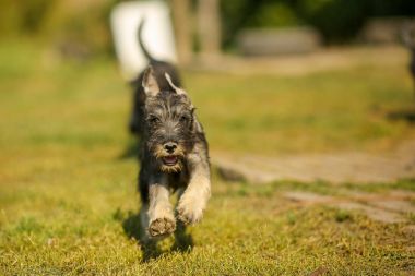 Dışında yeşil çim sahada çalışan schnauzer köpek yavrusu