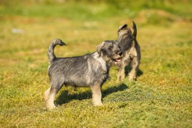 Dışında yeşil çim sahada çalışan schnauzer köpek yavrusu