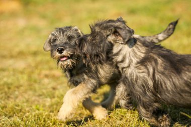 Dışında yeşil çim sahada çalışan schnauzer köpek yavrusu