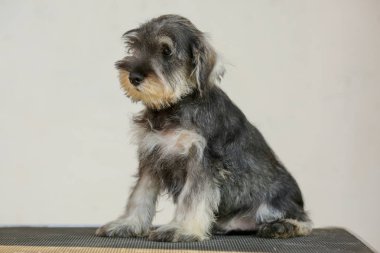 üzgün gri schnauzer portresi