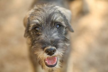 schnauzer köpek yavrusu portresi 