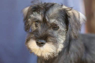 üzgün gri schnauzer portresi