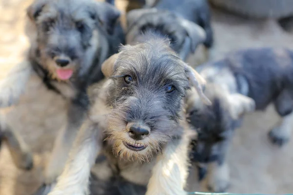 Gruppe neugieriger Schnauzerwelpen sucht — Stockfoto