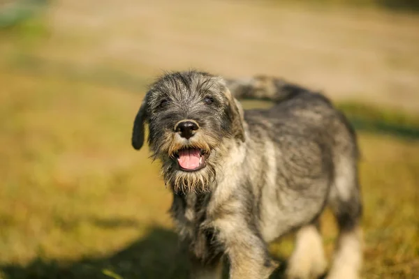 Schnauzer puppy running outside on green grass field — Stock Photo, Image