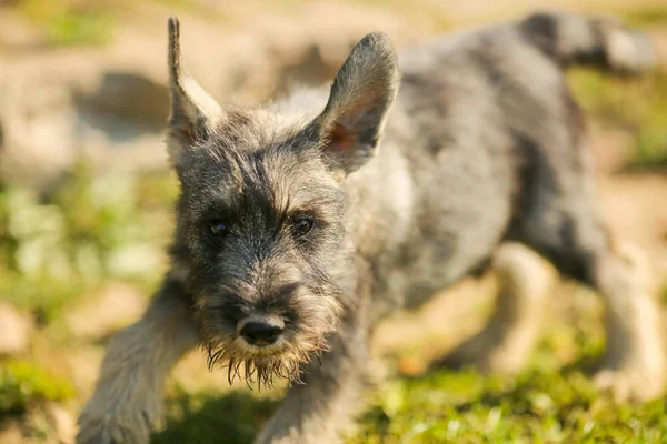 Schnauzer-Welpe läuft draußen auf der grünen Wiese — Stockfoto