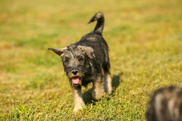 Schnauzer cachorro corriendo fuera en el campo de hierba verde —  Fotos de Stock
