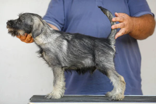 Schnauzer-Hund bringt sich in Stellung — Stockfoto