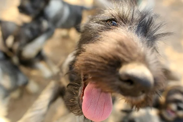 Gruppe neugieriger Schnauzerwelpen sucht — Stockfoto