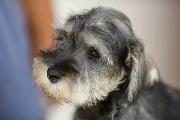 Porträt eines traurigen grauen Schnauzers — Stockfoto