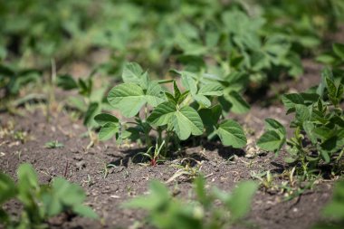 Bir bahar gününde küçük bitkiler ile soya tarlası