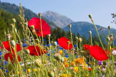 Papaver, vallorcine, hautes savoie, France