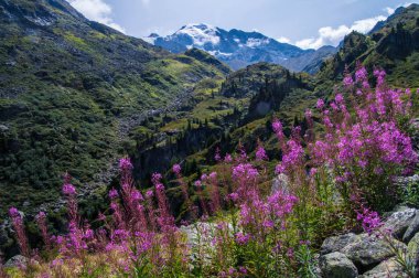 Hırdavatçı brunet, valais, İsviçre