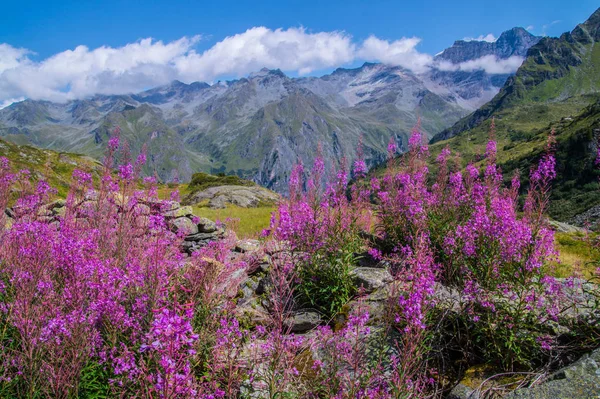 Hırdavatçı brunet, valais, İsviçre
