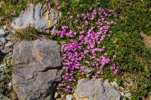 Jezioro sainte anne qeyras w departamencie hautes-alpes we Francji — Zdjęcie stockowe