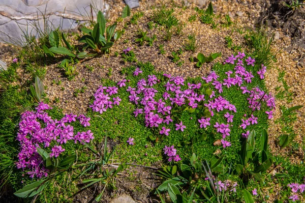 Jezioro clausis ceillac inqeyras w departamencie hautes-alpes we Francji — Zdjęcie stockowe