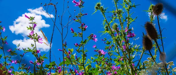 Flowers,saint etienne,loire,france — Stock Photo, Image