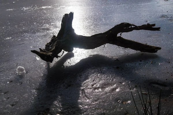 Lago congelado com madeira morta nos alpes franceses — Fotografia de Stock