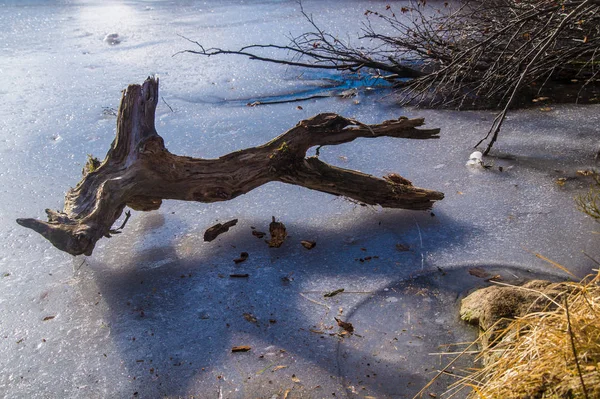 Lago congelado com madeira morta nos alpes franceses — Fotografia de Stock