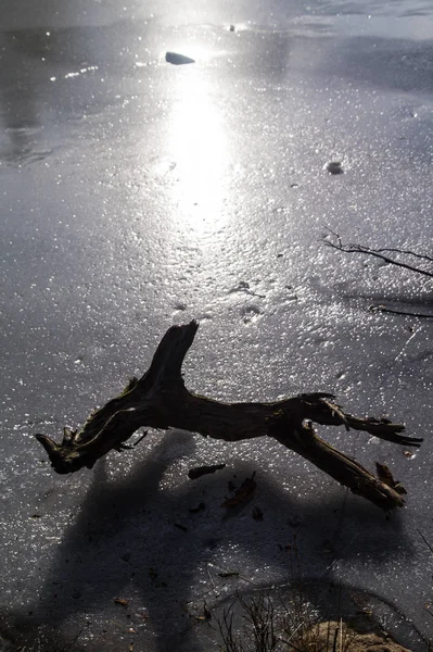 Frozen lake with dead wood in the French alps — Stock Photo, Image