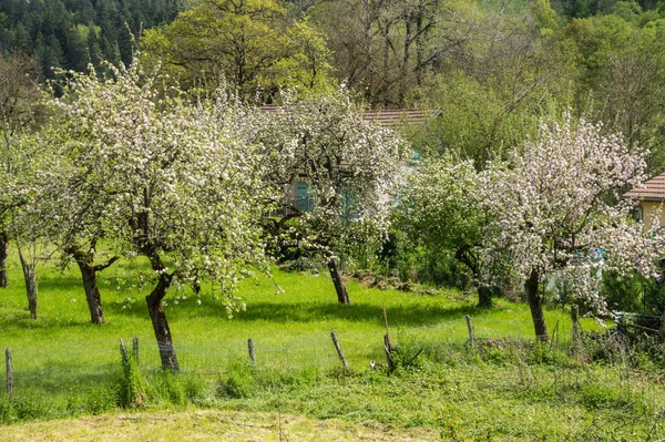 Ain,france — 스톡 사진