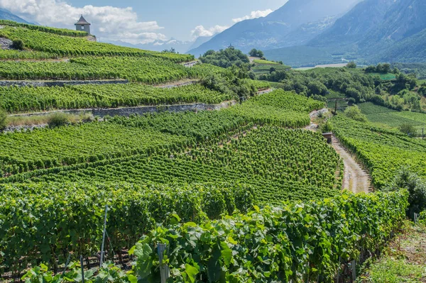 Salgesch, wallis, schweizerisch — Stockfoto