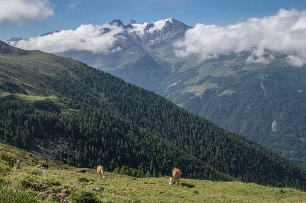 성자 Martin, alpage de l vieille, valais, swiss — 스톡 사진