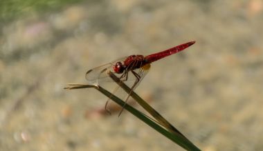 odonata, libellule, isere, France