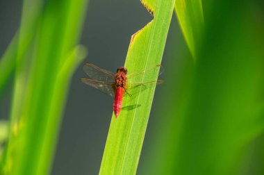 odonata, libellule, isere, France