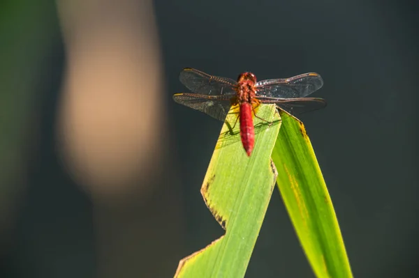 Odonata, libellule, isere, Francja — Zdjęcie stockowe