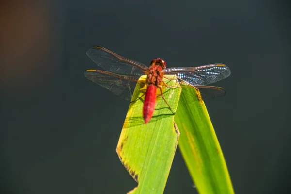 Odonata, libellule, isere, france — Stockfoto