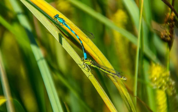 Odonata, libellule, isere, Francja — Zdjęcie stockowe