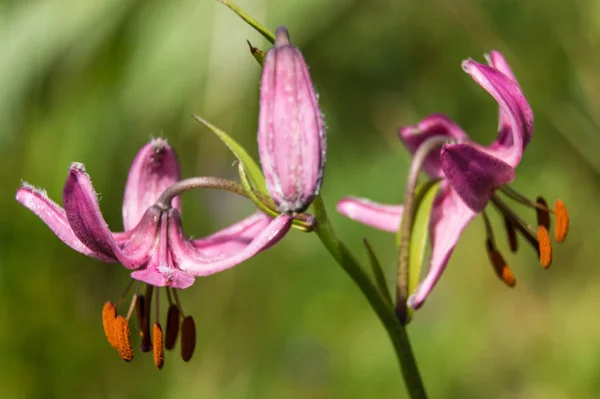 Lilium martagon,loire,france — Stock Photo, Image