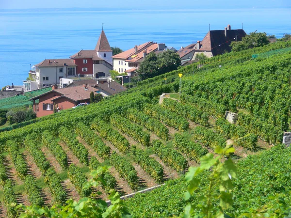 Terrasse von lavaux, vaud, schweiz — Stockfoto