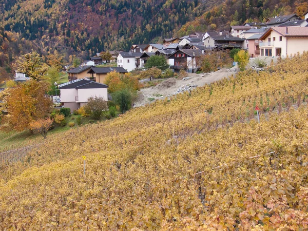 Weinberg Perrey Martigny Wallis Schweiz — Stockfoto