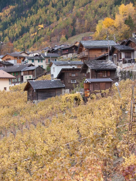 Üzüm Bağı Perrey Martigny Valais Sviçre — Stok fotoğraf