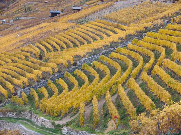 Weinberg Perrey Martigny Wallis Schweiz — Stockfoto