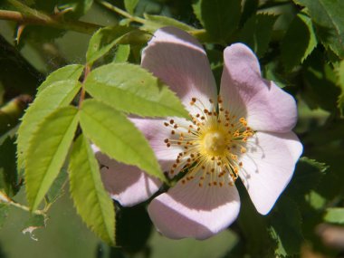  Rosa Canina.
