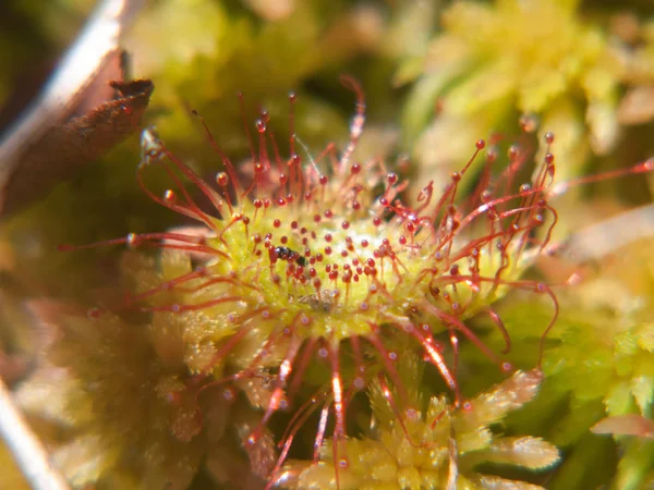 Drosera rotundifolia, loire, francia — Foto Stock