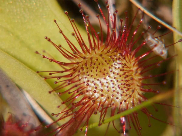 Drosera rotundifolia, loire, francia — Foto Stock