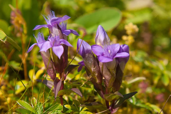 Gentiana — Stock Photo, Image