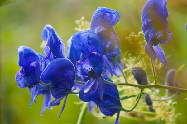 Aconitum napellus, vaud, suizo — Foto de Stock