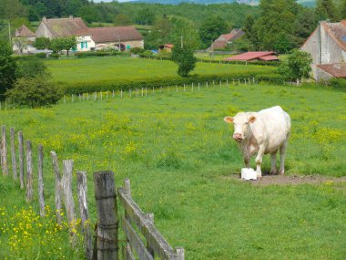 İnek şarlatanlığı, saone et loire, Fransa