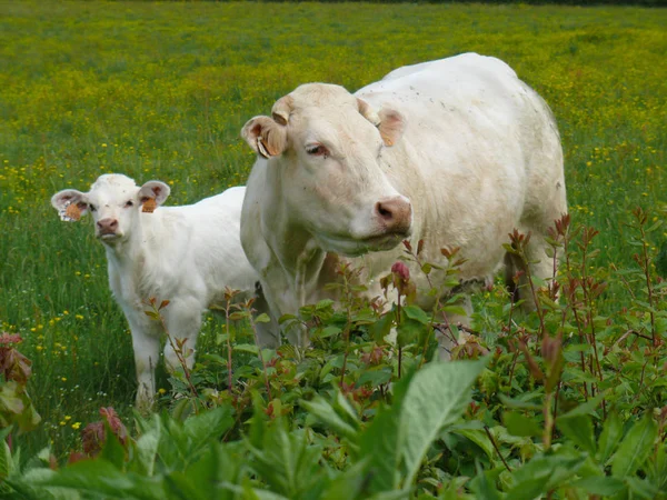 Charola de vaca, saone et loire, francia — Foto de Stock