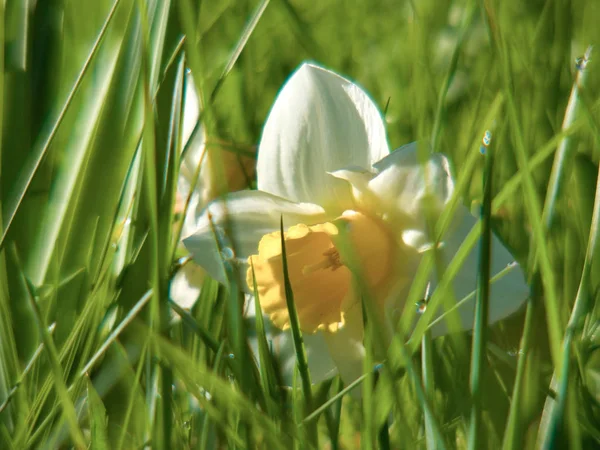 Narcissus — Stock Photo, Image