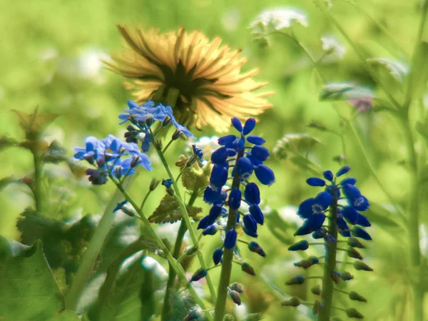 Muscari — Stock Photo, Image