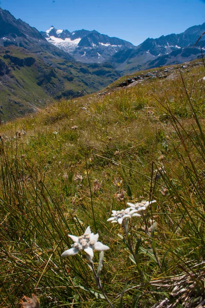 Dam von mauvoisin, wallis, schweiz — Stockfoto