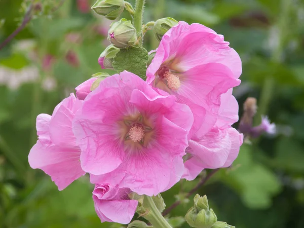Rose tremiere - alcea felcea — стоковое фото