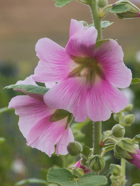 Gül tremiere - alcea rosea — Stok fotoğraf